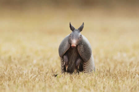 Nine-Banded Armadillo Facts Image